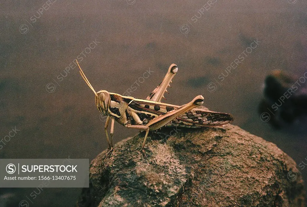 Grasshoppers are usually found in open areas.