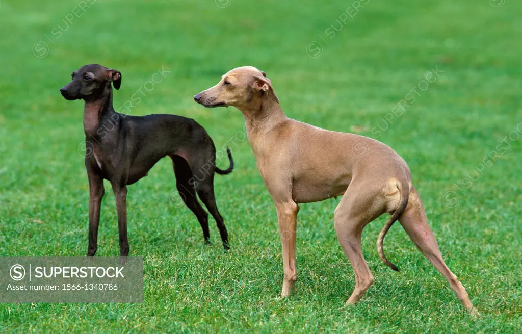 Italian Greyhound, Dog standing on Lawn.