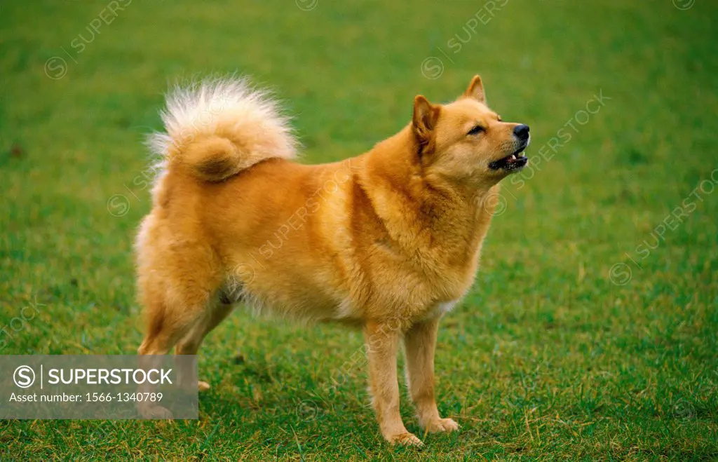 Finnish Spitz, Dog standing on Lawn.