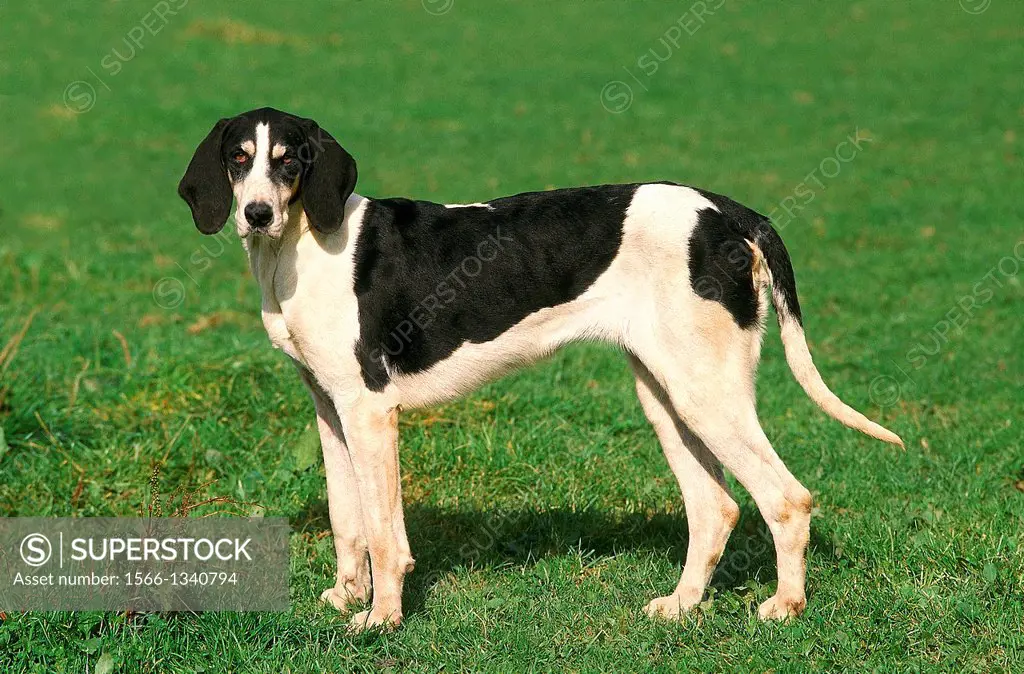 Great Anglo-French White and Black Hound, Dog standing on Grass.