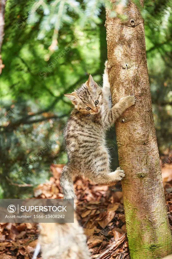 Close-up of European wildcat (Felis silvestris silvestris) kitten in spring in the Bavarian forest, Germany