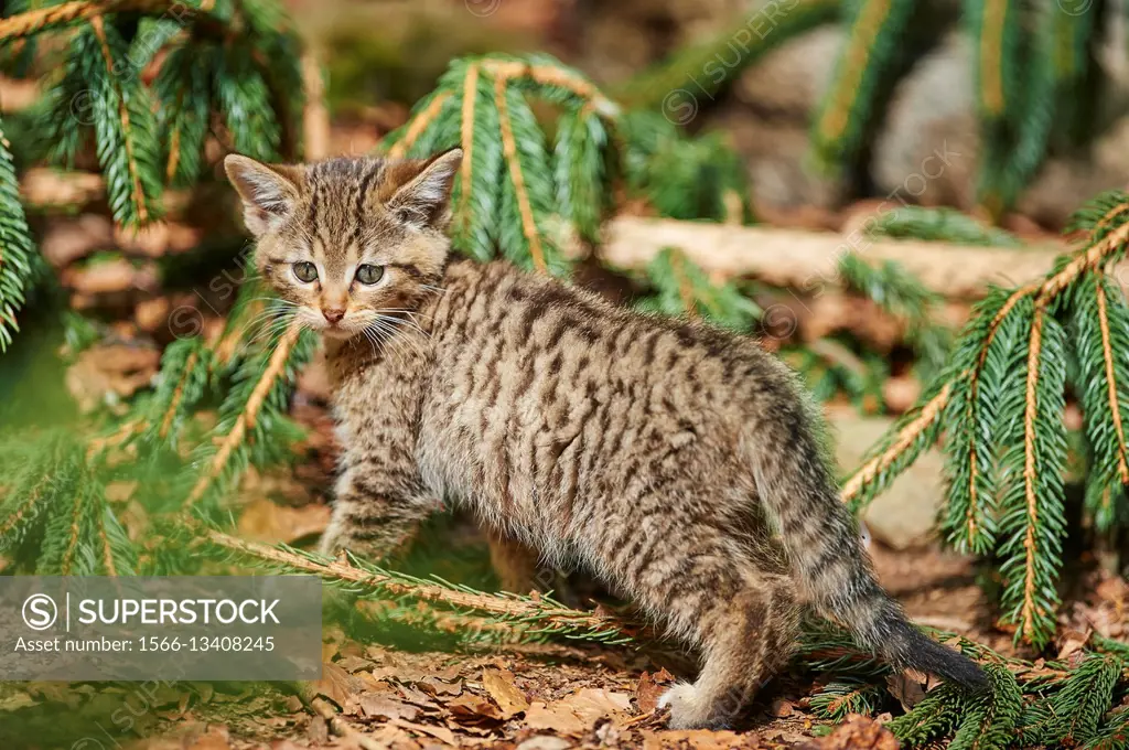 Close-up of European wildcat (Felis silvestris silvestris) kitten in spring in the Bavarian forest, Germany