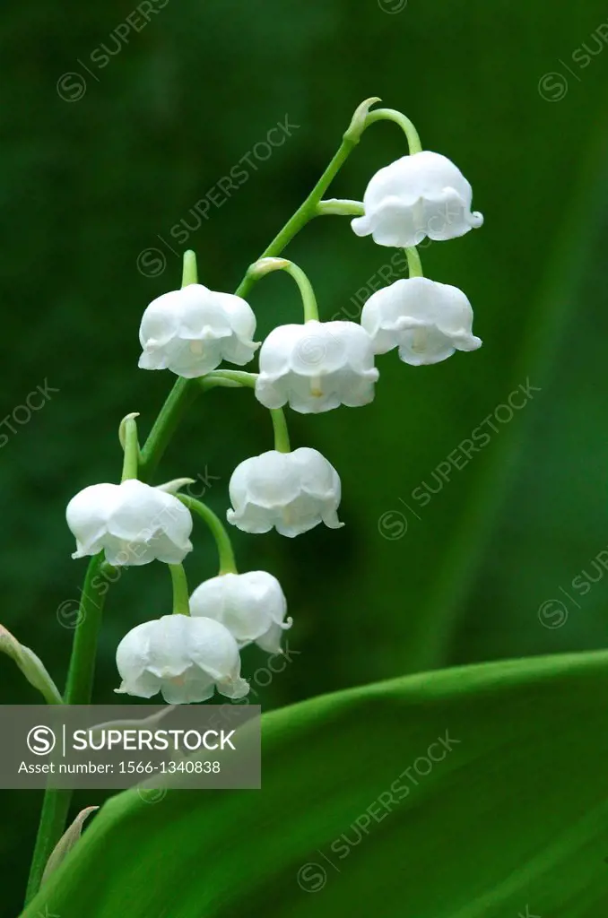 Lily of the Valley, convallaria majalis