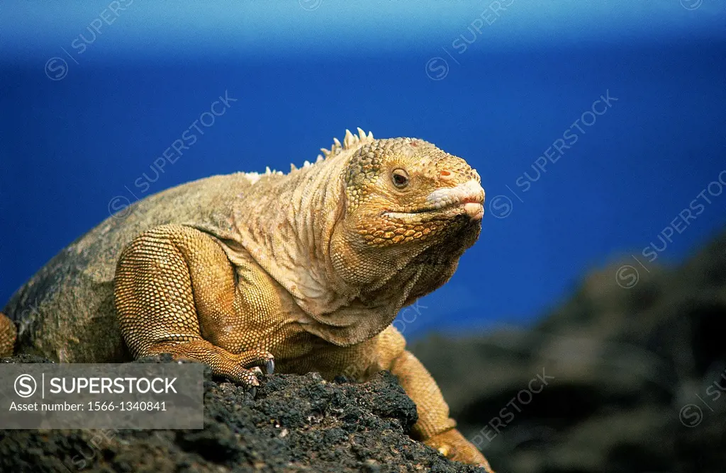 Galapagos Land Iguana, conolophus subcristatus, Adult standing on Rock