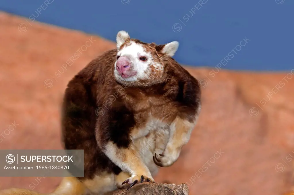 Matschie´s Tree Kangaroo, dendrolagus matschiei, Adult