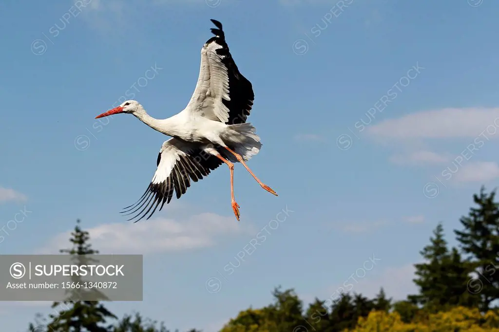 White Stork, ciconia ciconia, Adult in Flight against Blue Sky