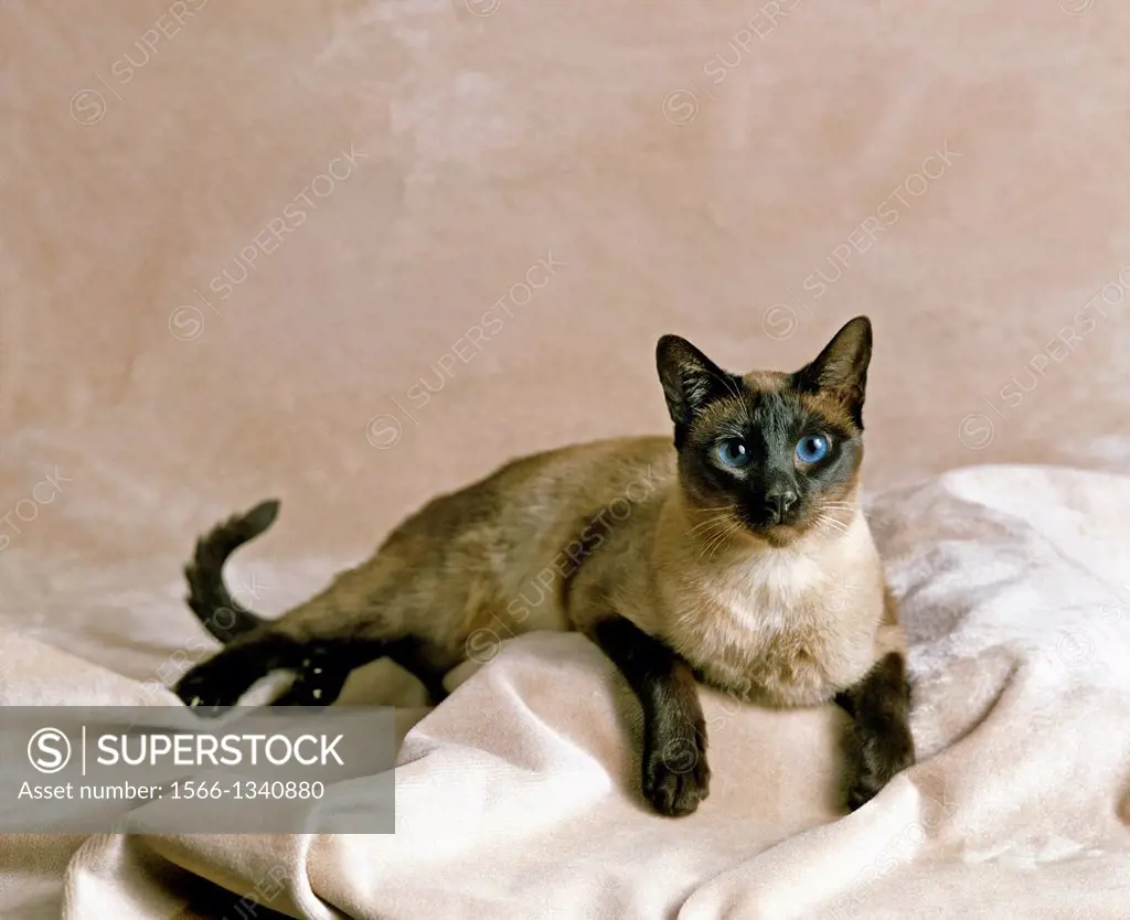 Seal Point Siamese Domestic Cat, Adult.