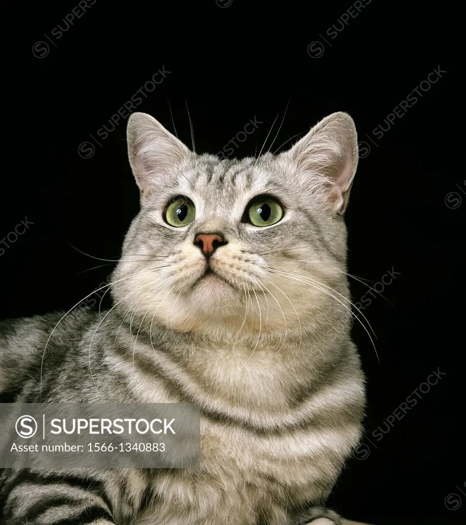 Silver Tabby Domestic Cat against Black Background.