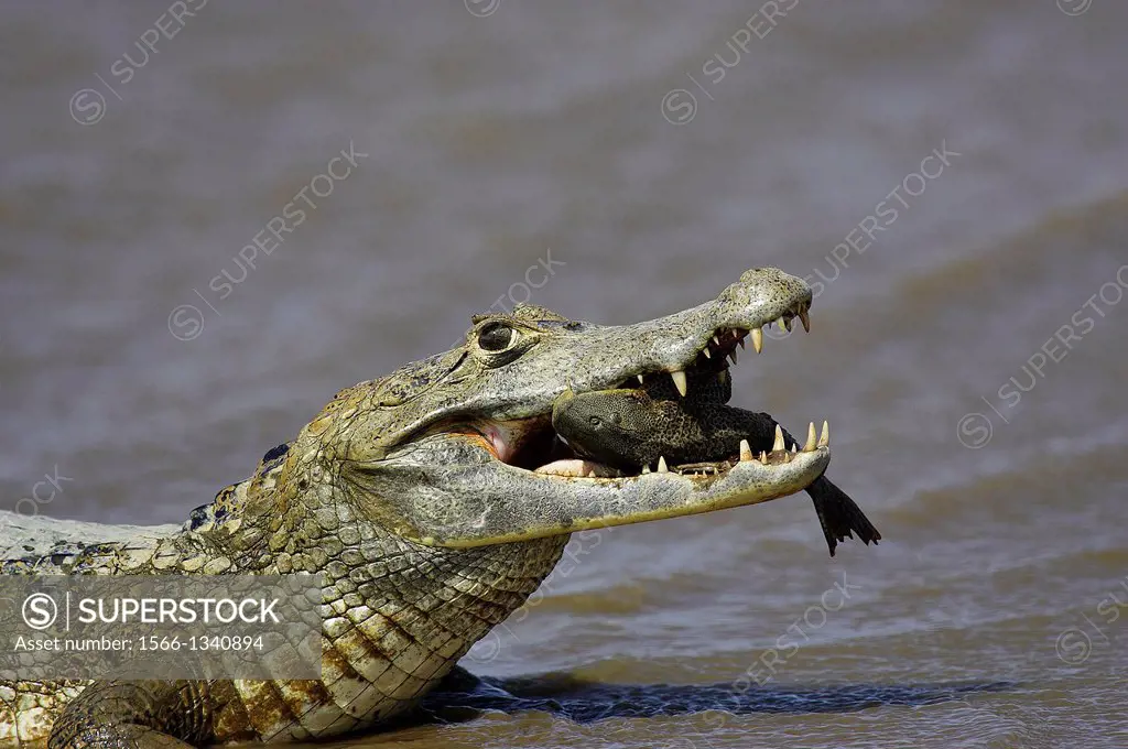 Spectacled Caiman, caiman crocodilus, Adult Catching Fish, Los Lianos in Venezuela.
