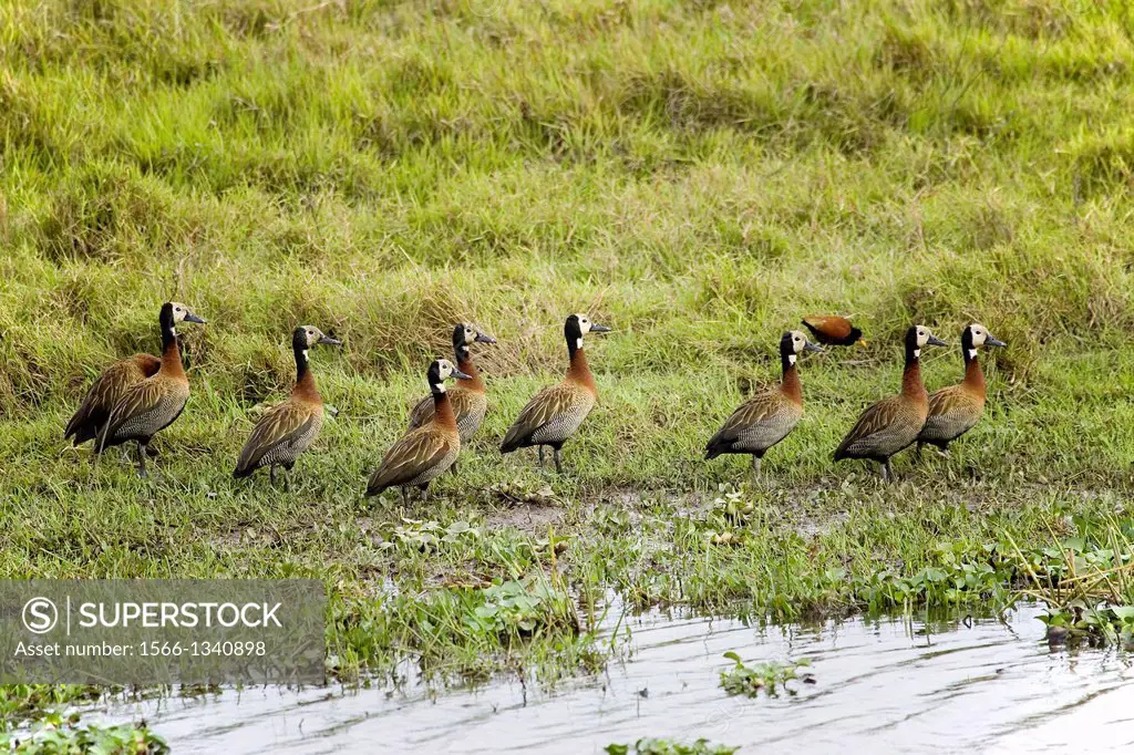 White-Faced Whistling Duck, dendrocygna viduata, Group standing in Swamp, Los Lianos in Venezuela.