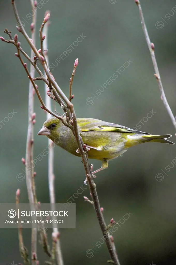 Greenfinch, carduelis chloris, Femelle standing on Branch, Normandy.