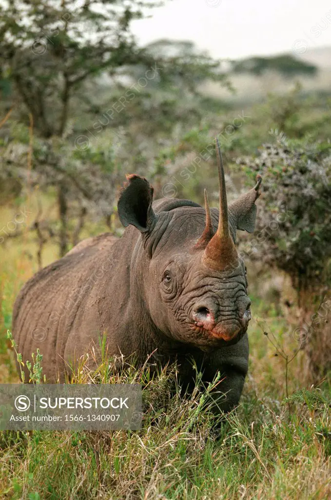 Black Rhinoceros, diceros bicornis, Adult standing in Bush, Nakuru Park in Kenya.