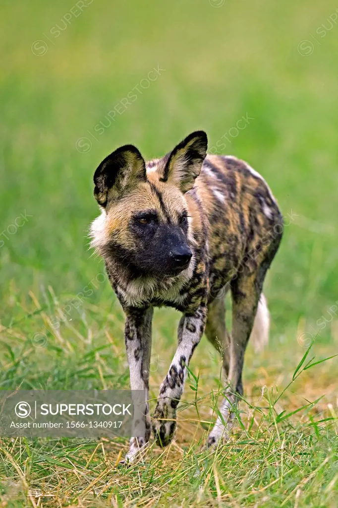 African Wild Dog, lycaon pictus, Adult, Namibia.