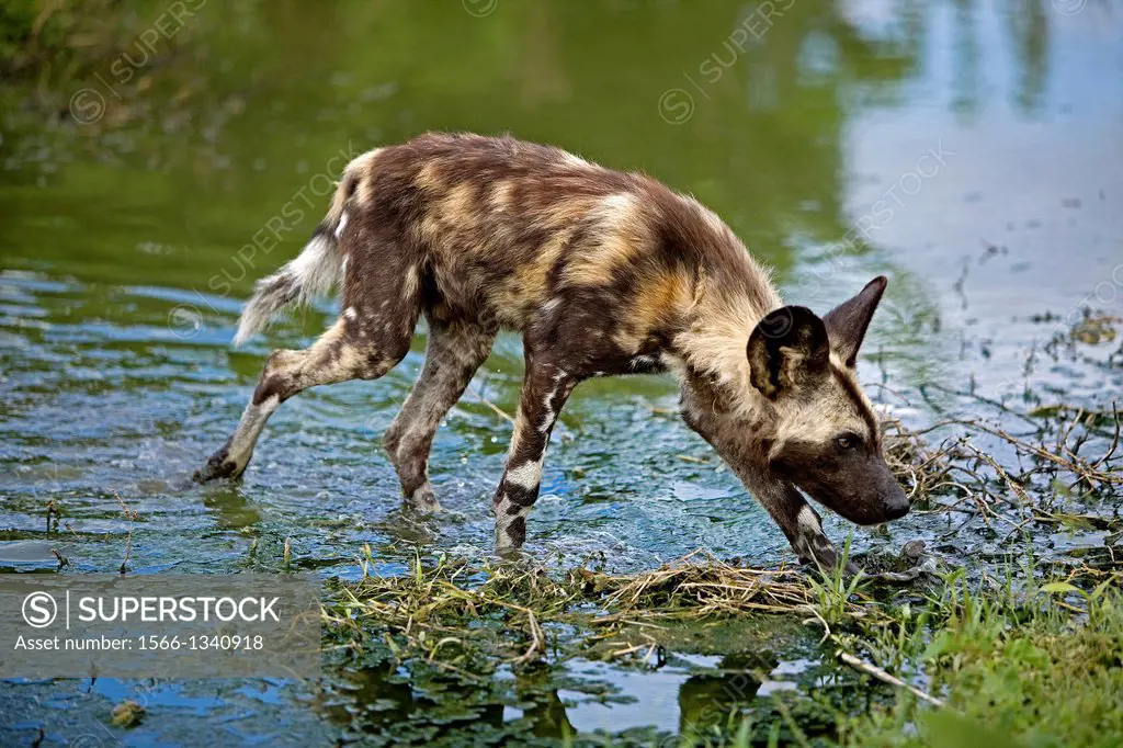 African Wild Dog, lycaon pictus, Adult at Water Hole, Namibia.