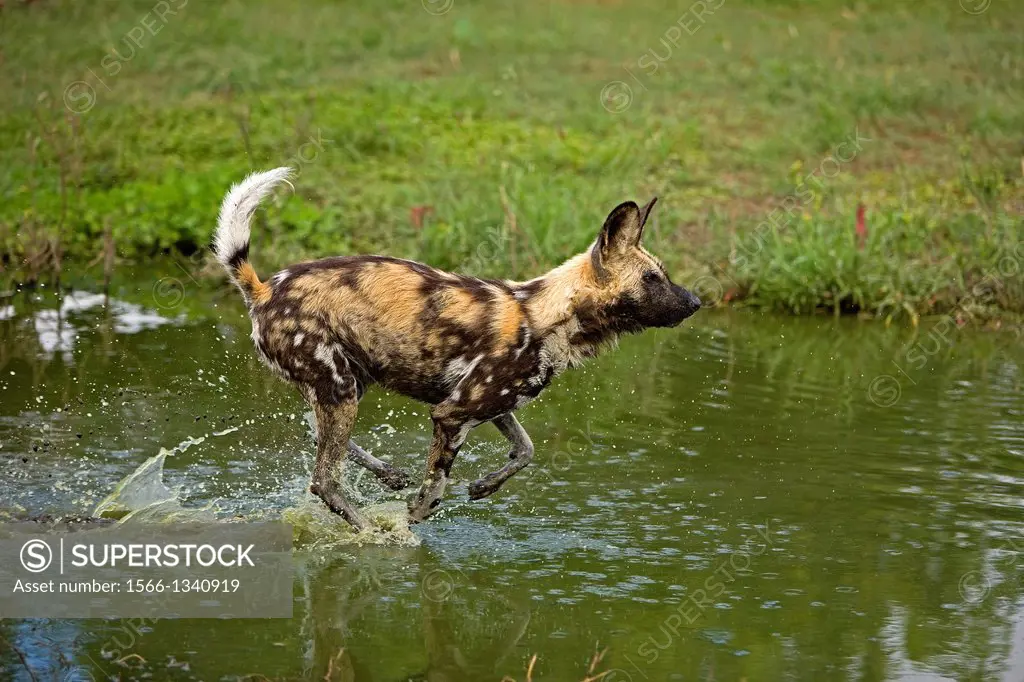 African Wild Dog, lycaon pictus, Adult crossing Water Hole, Namibia.