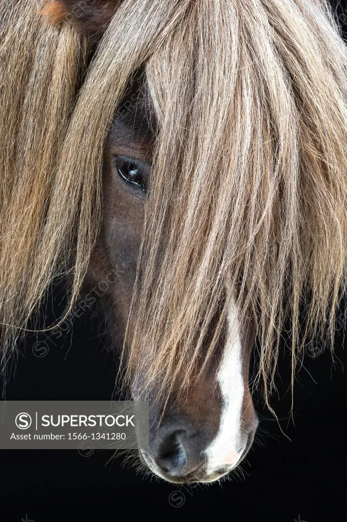 Icelandic Horse, Iceland.