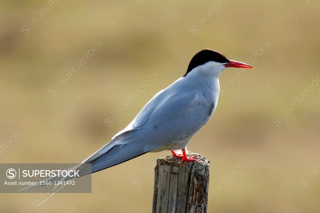 Arctic Tern (Sterna paradisaea).