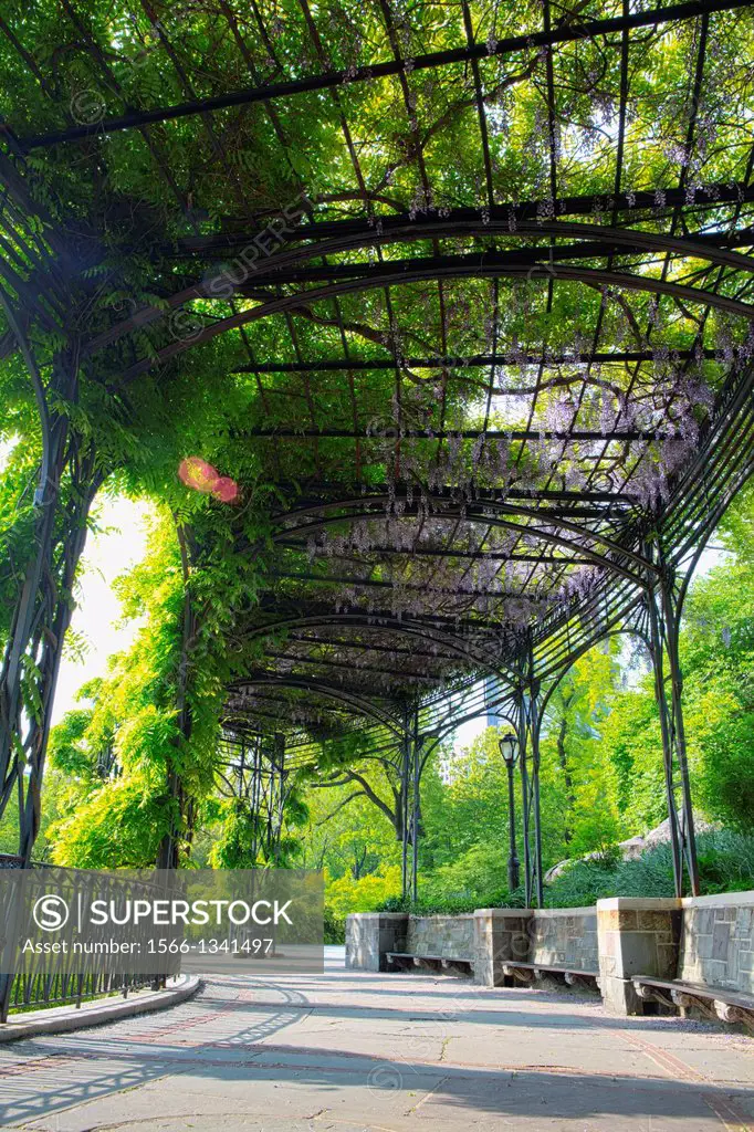 Wisteria Pergola in Central Park, NY, USA.