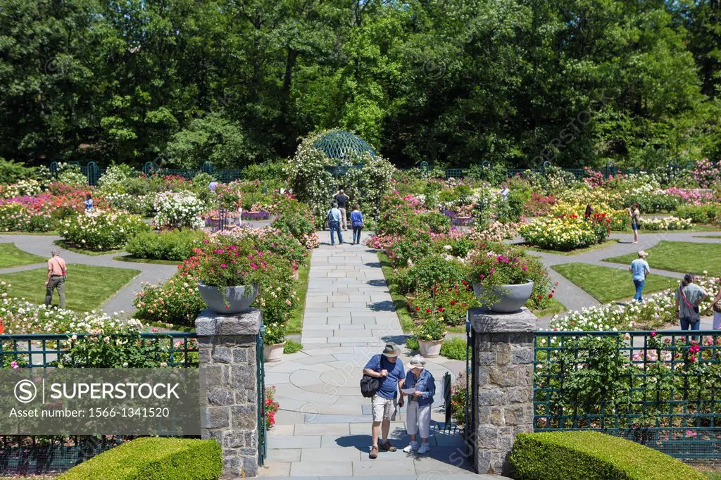 Garden visitors at the Peggy Rockefeller Rose Garden, New York Botanical Garden, Bronx, NY, USA.