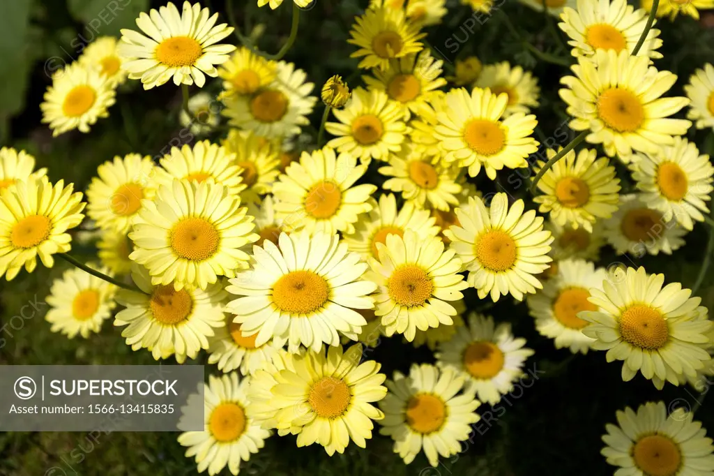 Shasta daisy or Marguerite daisies, in garden. England UK. Latin name : Leucanthemum superbum, . Family name : Asteraceae/Compositae.