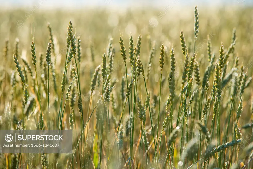 Wheat. Almansa, Albacete province, Castilla-La Mancha, Spain
