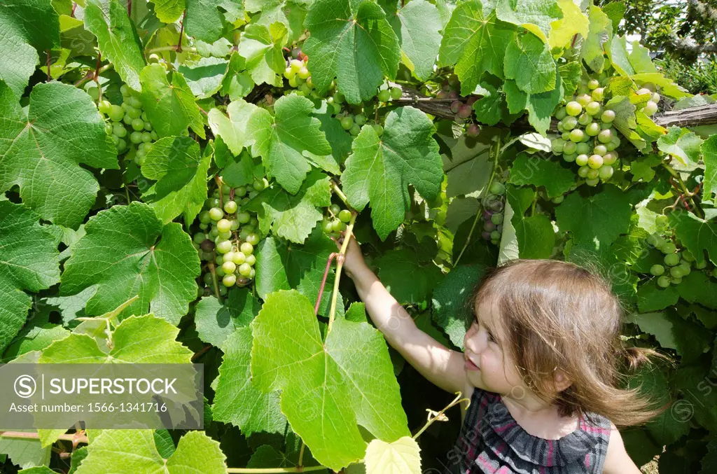 A little girl eats green grapes in a wine Vineyard in the Spring.