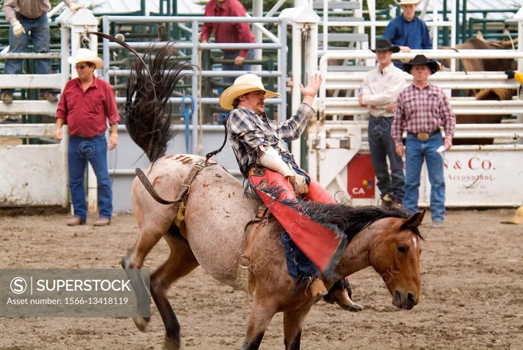 Cowboy riding a bucking bronco in a rodeo in Pincher Creek, Alberta