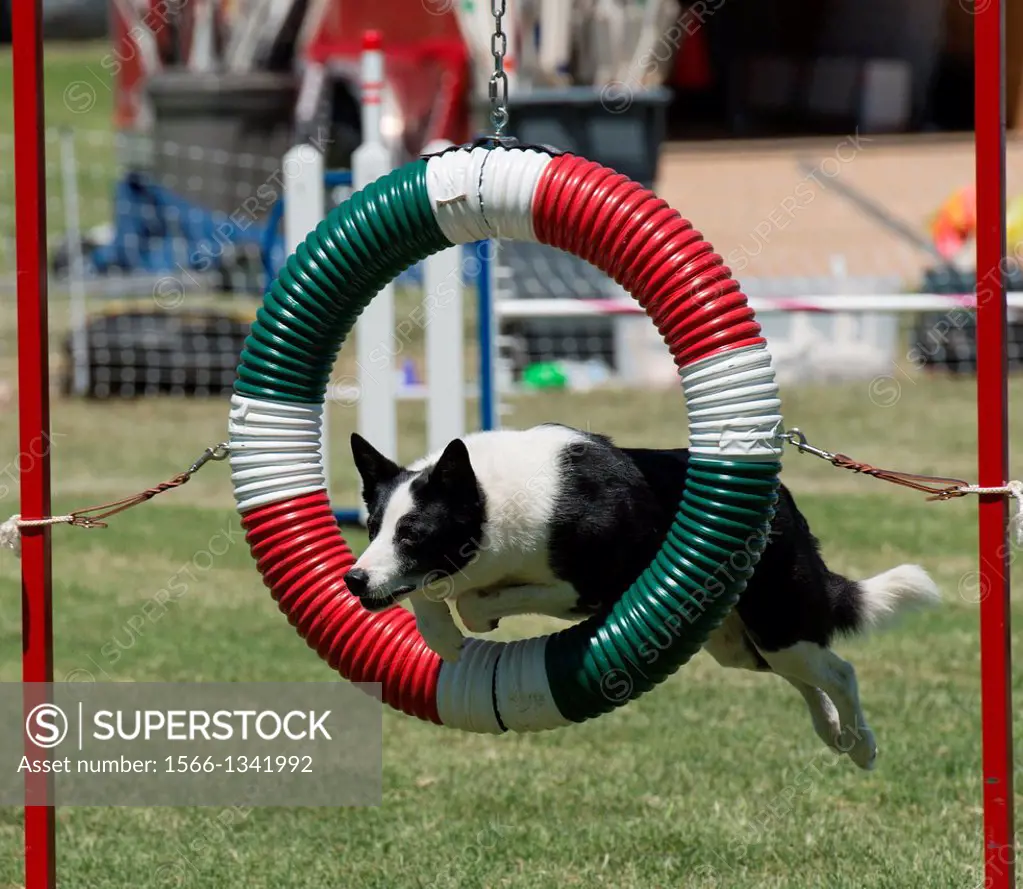 A dog leaps through the ring obstacle on an agility course.