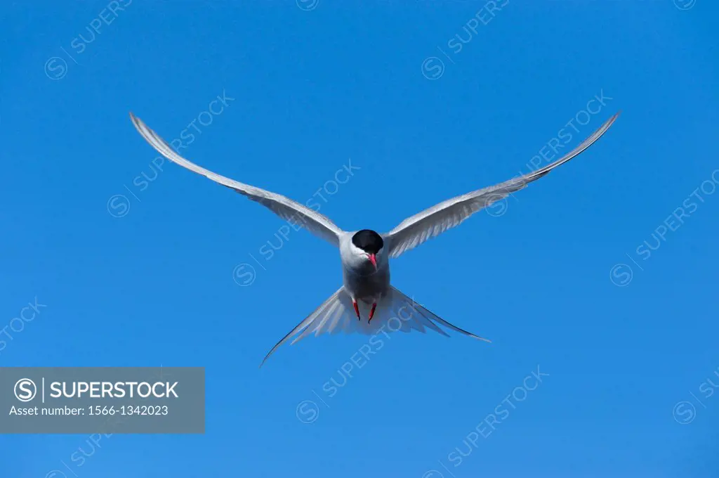 Arctic Tern, Sterna paradisaea, in flight, Fetlar, Shetland Islands, Scotland.