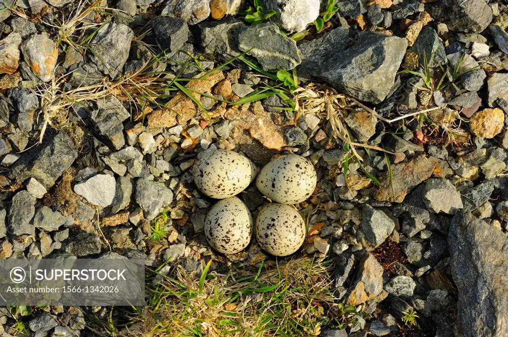 Nest with four eggs of Common Ringed Plover, Charadrius hiaticula, Fetlar, Shetland Islands, Scotland.