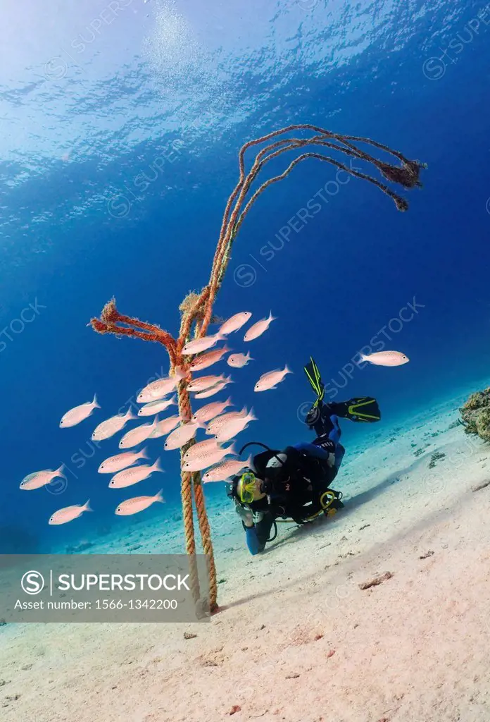 diver and shoal of fishes, Red Sea, Egypt, Africa.