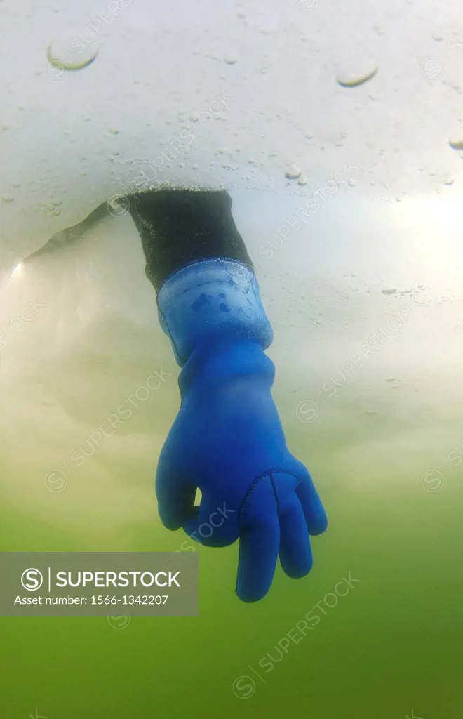 Diver´s hand giving the Ok sign, subglacial diving, ice diving, in the frozen Black Sea, a rare phenomenon, last time it occured in 1977, Odessa, Ukra...