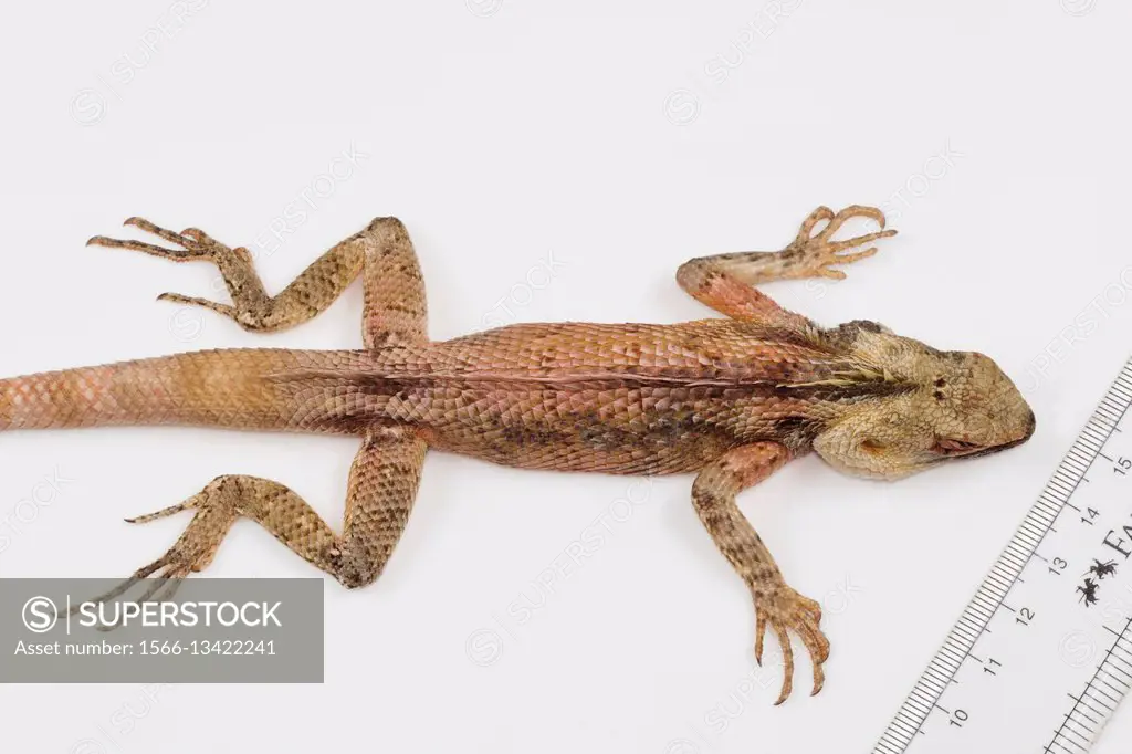 Oriental garden lizard, Calotes versicolor Ponducherry. Agamid lizard found widely distributed in Asia.