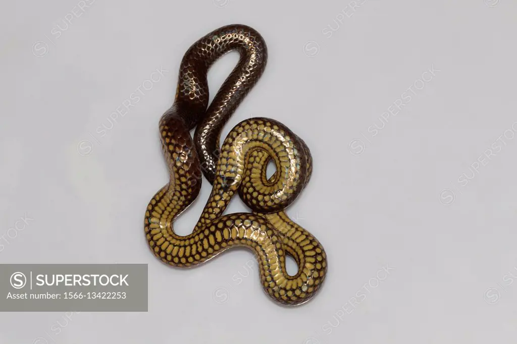 Travancore Hills thorntail snake, Platyplectrurus madurensis Kodaikanal, Tamil Nadu. Endangered species.