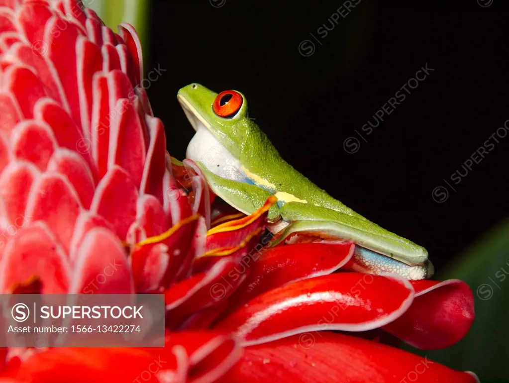 Red eyed tree frog (Agalychnis callidryas) . Tortuguero National park, Limon province, Costa Rica.