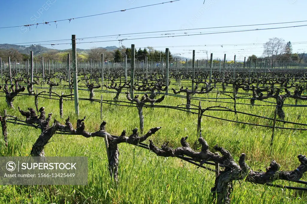 vineyard, Napa Valley, California.