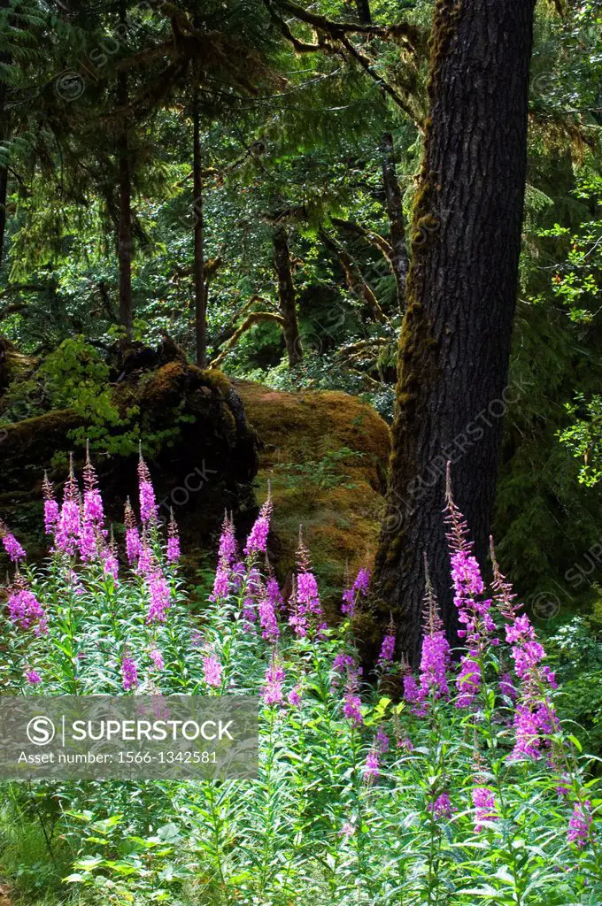 USA, WASHINGTON STATE, OLYMPIC PENINSULA, OLYMPIC NATIONAL PARK, SOL DUC RIVER VALLEY, FIREWEED.