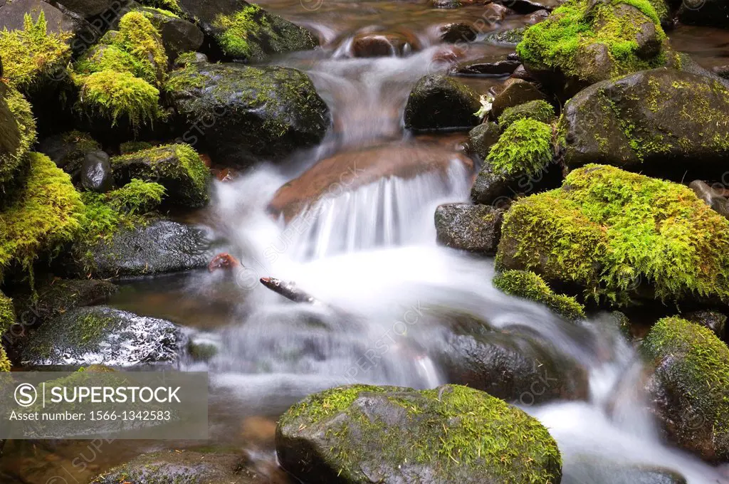 USA, WASHINGTON STATE, OLYMPIC PENINSULA, OLYMPIC NATIONAL PARK, SOL DUC RIVER VALLEY, TEMPORATE RAIN FOREST, CREEK AND MOSSY ROCKS.