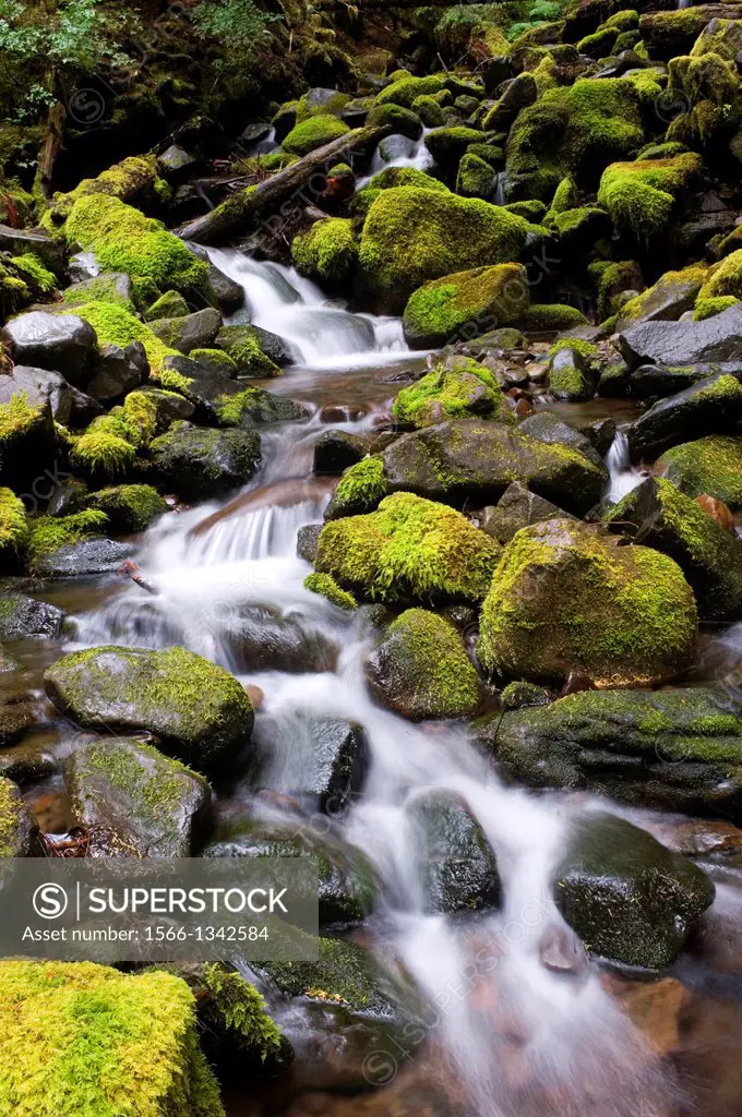 USA, WASHINGTON STATE, OLYMPIC PENINSULA, OLYMPIC NATIONAL PARK, SOL DUC RIVER VALLEY, TEMPORATE RAIN FOREST, CREEK AND MOSSY ROCKS.