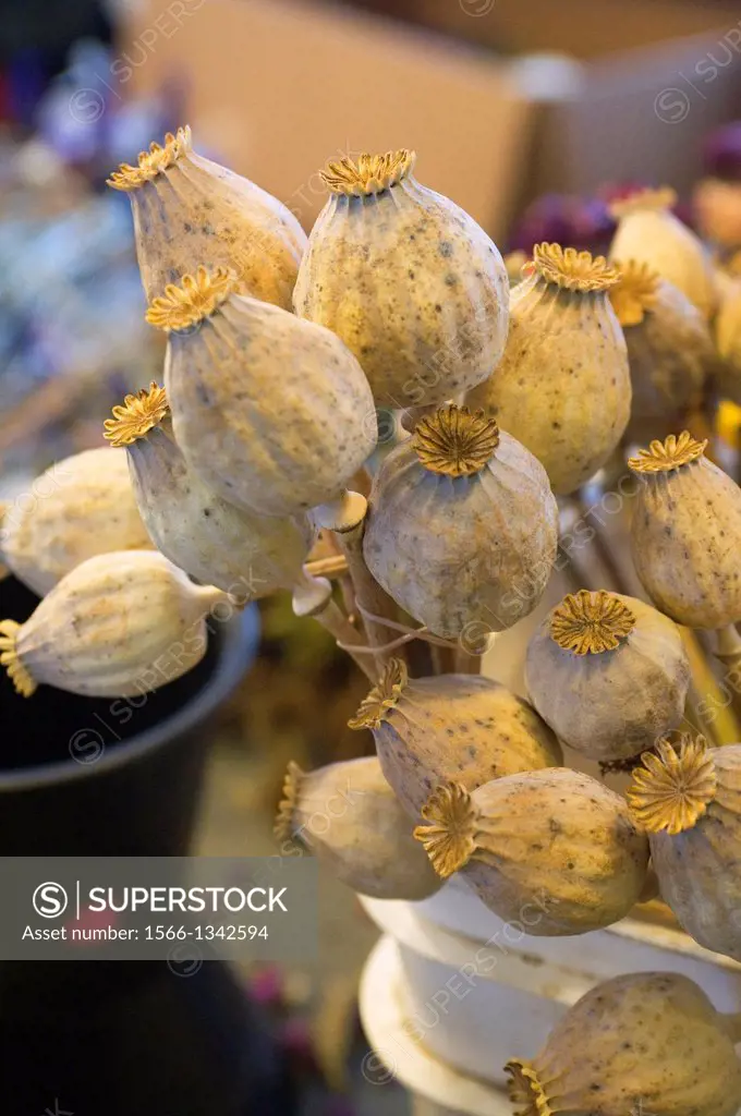 USA, WASHINGTON STATE, SEATTLE, PIKE PLACE MARKET, DRIED POPPIES USED IN FLOWER ARRANGEMENTS.