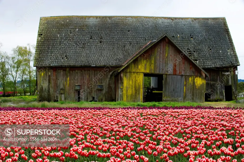 USA, WASHINGTON STATE, SKAGIT VALLEY WITH TULIP FIELDS IN SPRING, OLD BARN IN BACKGROUND.