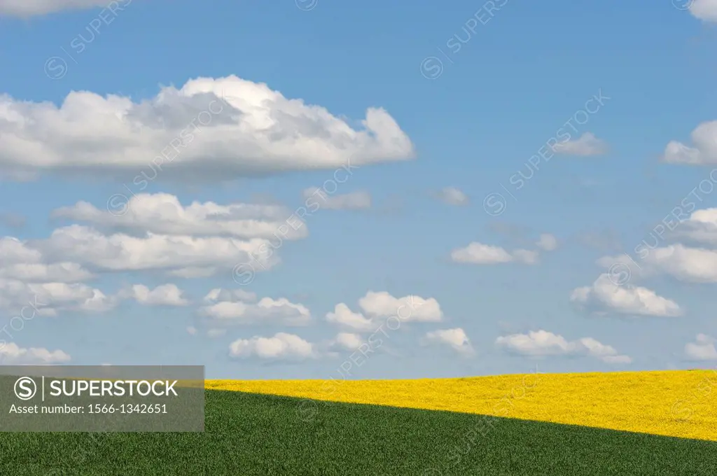 USA, IDAHO STATE, PALOUSE COUNTRY NEAR MOSCOW, CANOLA AND WHEAT FIELDS WITH CLOUDS.