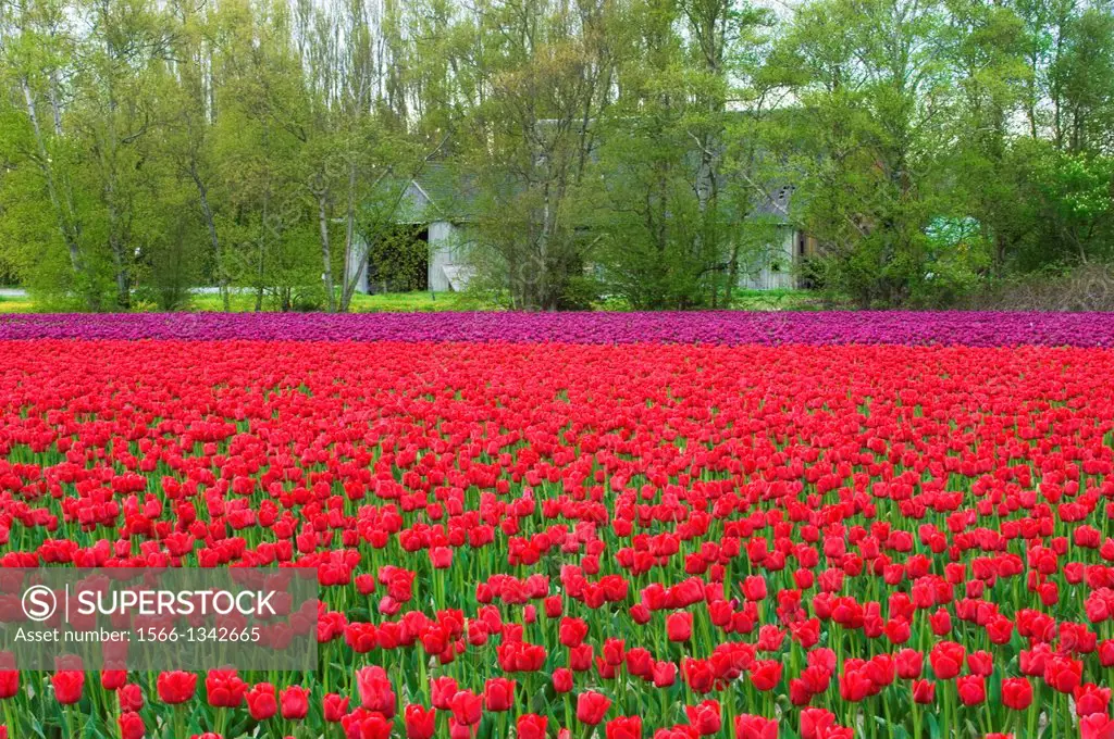 USA, WASHINGTON STATE, SKAGIT VALLEY WITH TULIP FIELDS IN SPRING, RED AND PURPLE TULIPS.