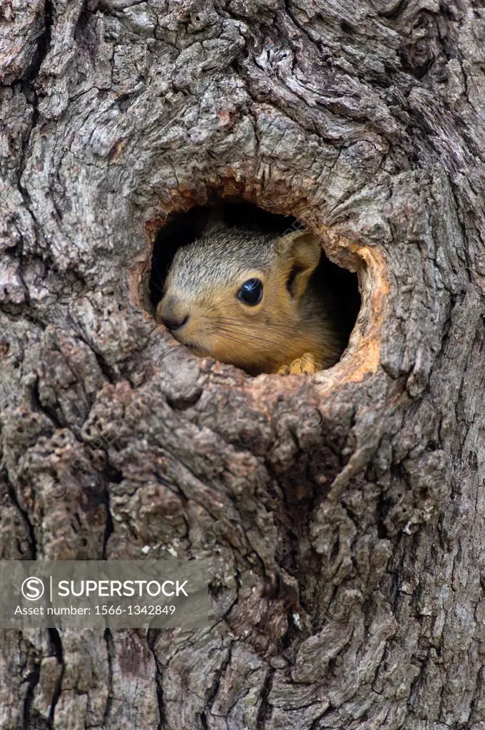 USA, TEXAS, HILL COUNTRY NEAR HUNT, EASTERN FOX SQUIRREL PEEKING OUT OF TREE HOLE (NEST).