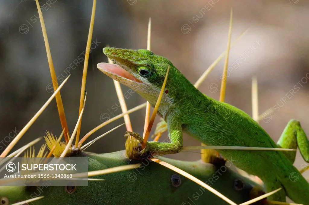 USA, TEXAS, HILL COUNTRY NEAR HUNT, GREEN ANOLE ON PRICKLY PEAR CACTUS.