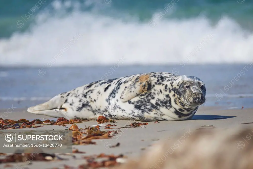 Close-up of harbor or harbour seal (Phoca vituliana vitulina) in spring (april) on Helgoland a small Island of northern Germany.
