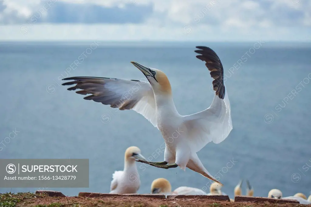 Close-up of Northern gannet (Morus bassanus) in spring (april) on Helgoland a small Island of northern Germany.