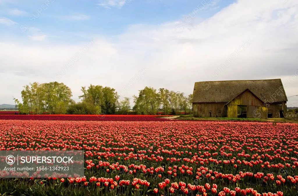 USA, WASHINGTON STATE, SKAGIT VALLEY WITH TULIP FIELDS IN SPRING.