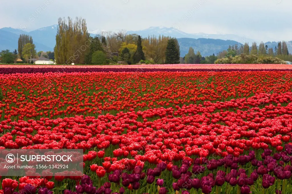 USA, WASHINGTON STATE, SKAGIT VALLEY WITH TULIP FIELDS IN SPRING.