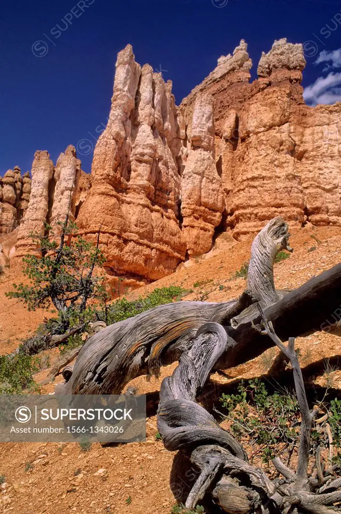 USA, UTAH, BRYCE CANYON NATIONAL PARK, QUEEN'S GARDEN, HOODOO ROCK FORMATIONS, DEAD PINE TREE.